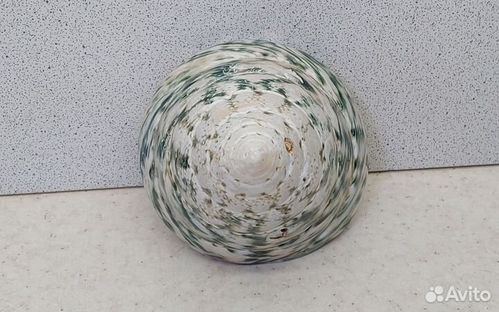 Трохус зеленый 6,9*7,9 морская ракушка