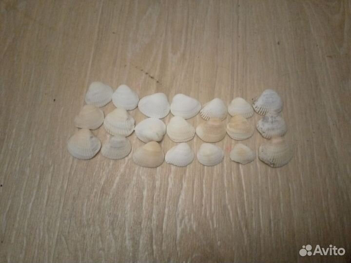 Ракушки белые морские