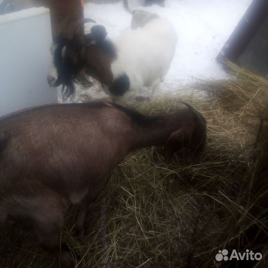 Коза нубийская