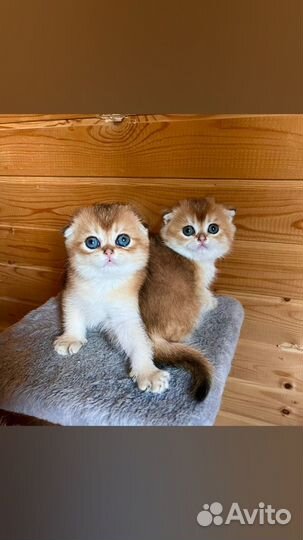 Шотландские золотые шиншиллы