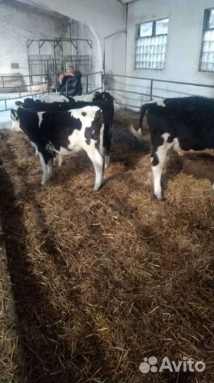 Бычки на откорм