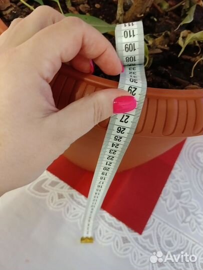 Фикус бенджамина большой