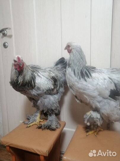 Петух брама