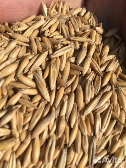 Овес семеной