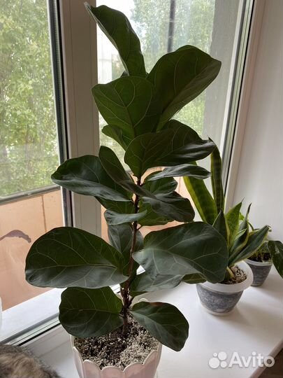 Фикус лирата