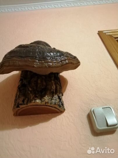 Грибы