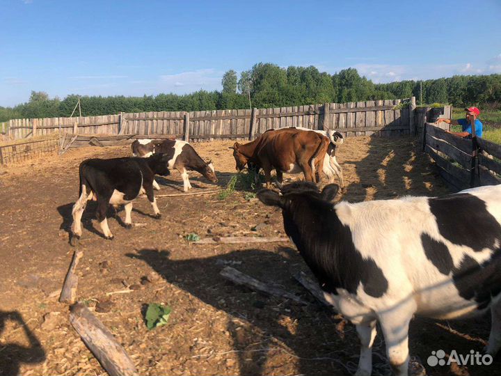 Коровы и телки