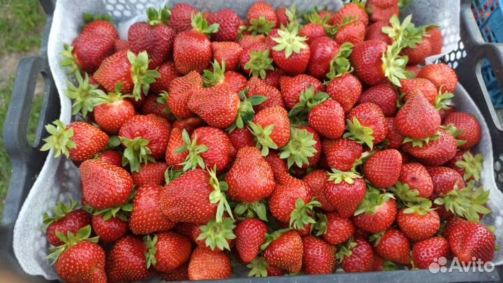 Рассада ремонтантной клубники