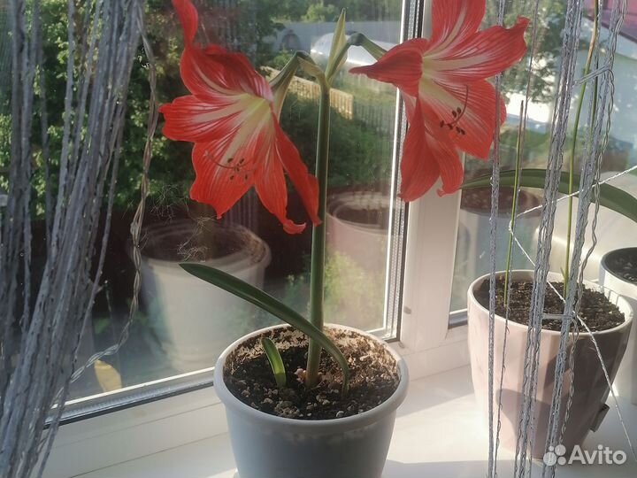 Гиппиаструм