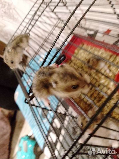 Джунгарский хомяк бесплатно