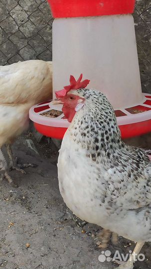 И/Я смешанных пород