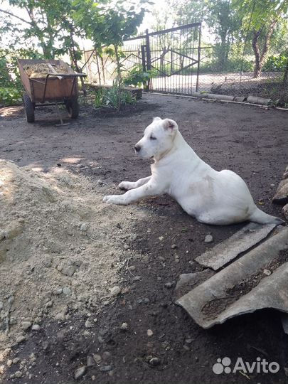 Среднеазиатская овчарка