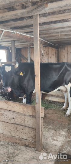 Корова дойная