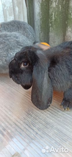 Кролики французкий баран