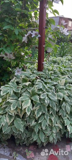 Сныть пестролистная декоративная