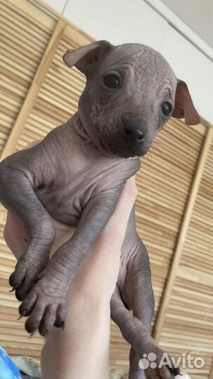 Щенки мексиканской голой (ксолоитцкуинтли)