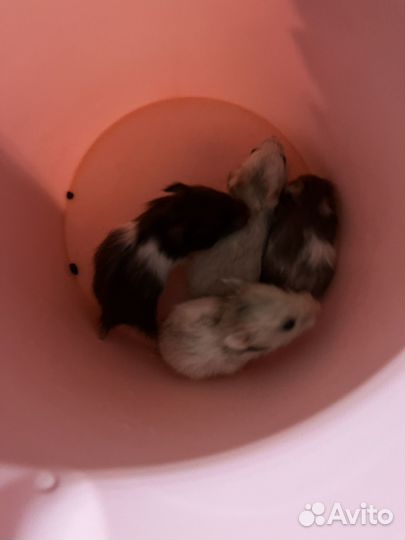 Сирийский хомяк малыши