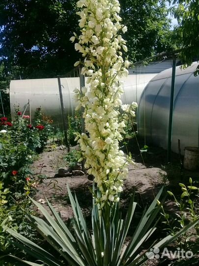 Саженцы юка