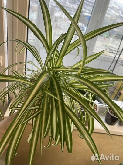 Хлорофитум