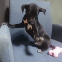 Щенок в добрые руки