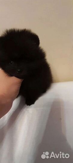 Немецкий шпиц