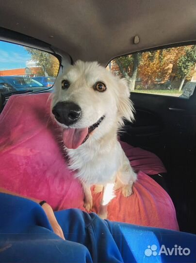 Собака Ириска