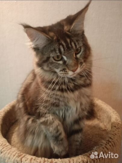Котята мейн-кун