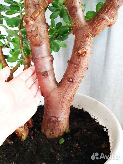 Большие растения денежное дерево фикус эластика