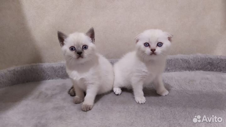 Шотландские котята