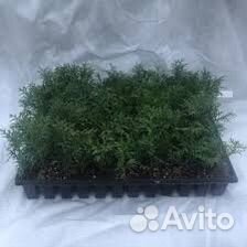 Укорененные черенки Туя Смарагд (кассета)