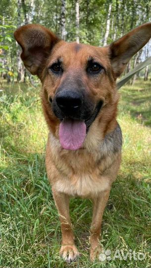 Собака в добрые руки