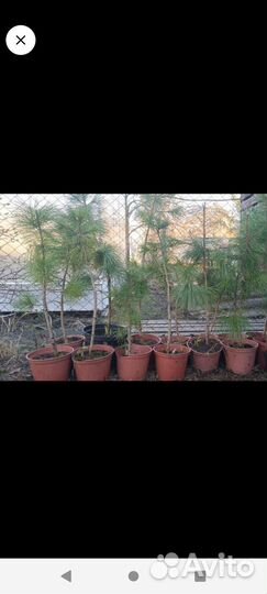 Саженцы Кедра Сибирского (зкс)