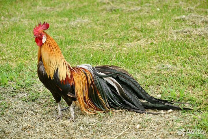 Обвальщик / Вахта в Пензе/ Проживание + Питание