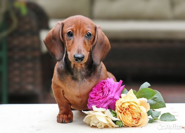 Щенки таксы миниатюрной и кроличьей гладкошерстной