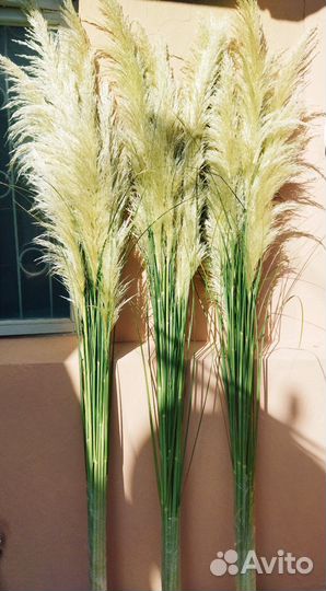 Кортадерия