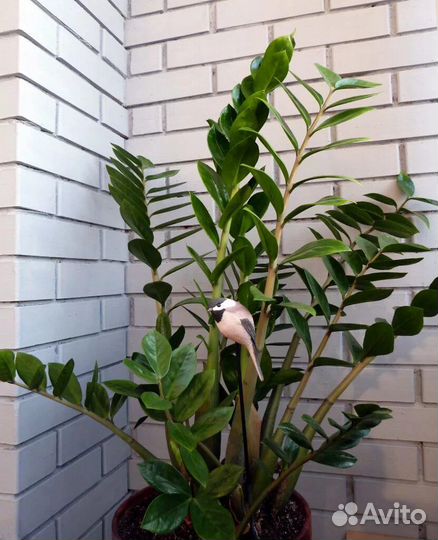 Цветы комнатные