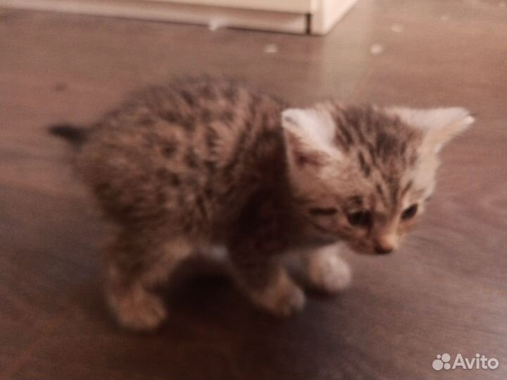 Отдам котенка(девочку)