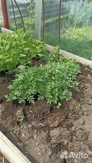 Рассада цветов