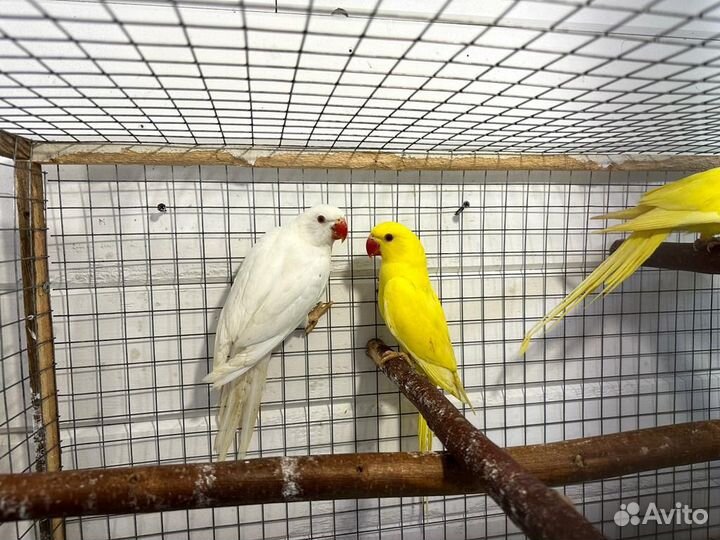 Ожереловые попугаи птенцы