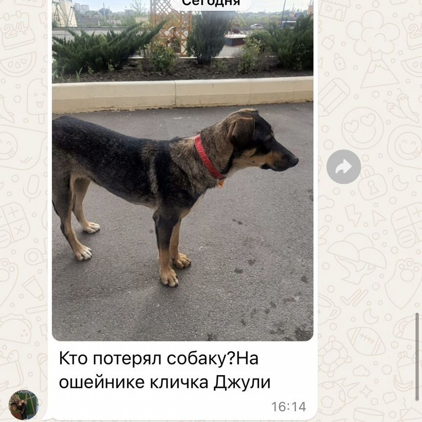 Найдена собака кличка Джули