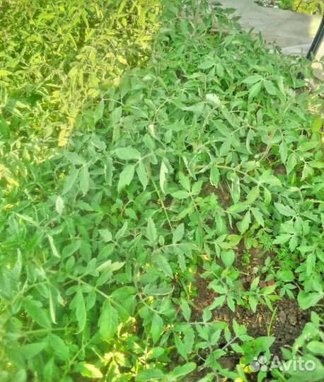 Рассада овощей, ягод и цветов