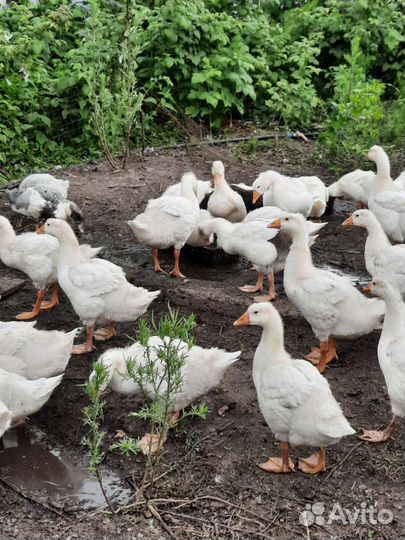 Гуси и утки