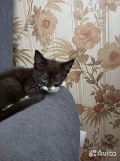 Кошки в дар бесплатно