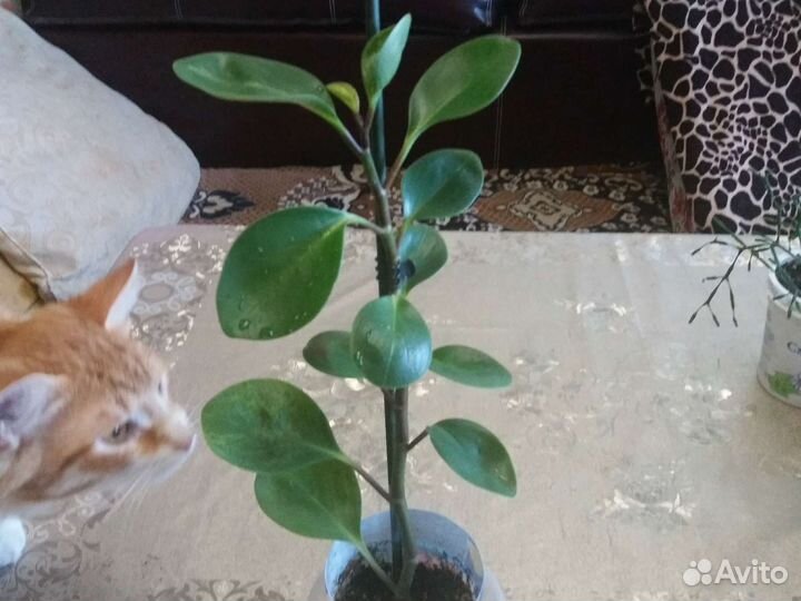 Безуходные комнатные растения