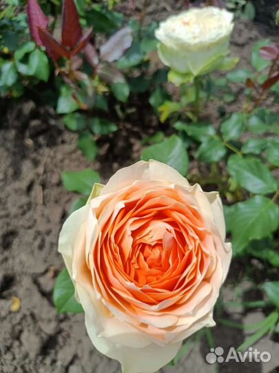 Кустовые розы саженцы принимаю заказы