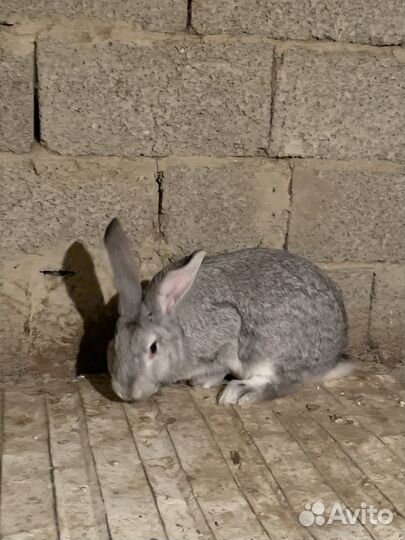 Кролики мясных пород
