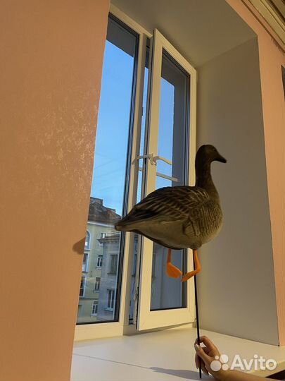 Гусь гуменник S-XPE 3D живое перо мод. G622-3D-UV