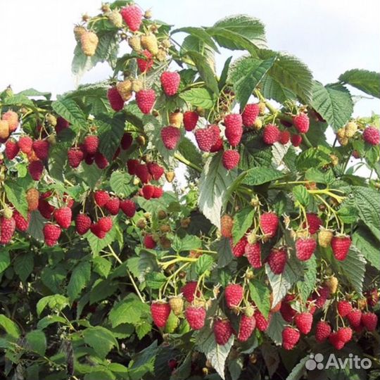 Саженцы малины