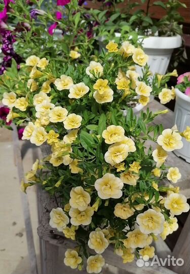 Вегетативная петуния