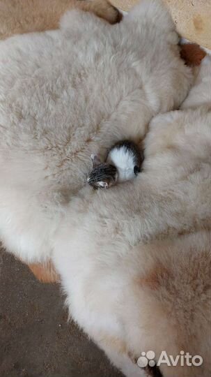 Овечьи шкуры(много)